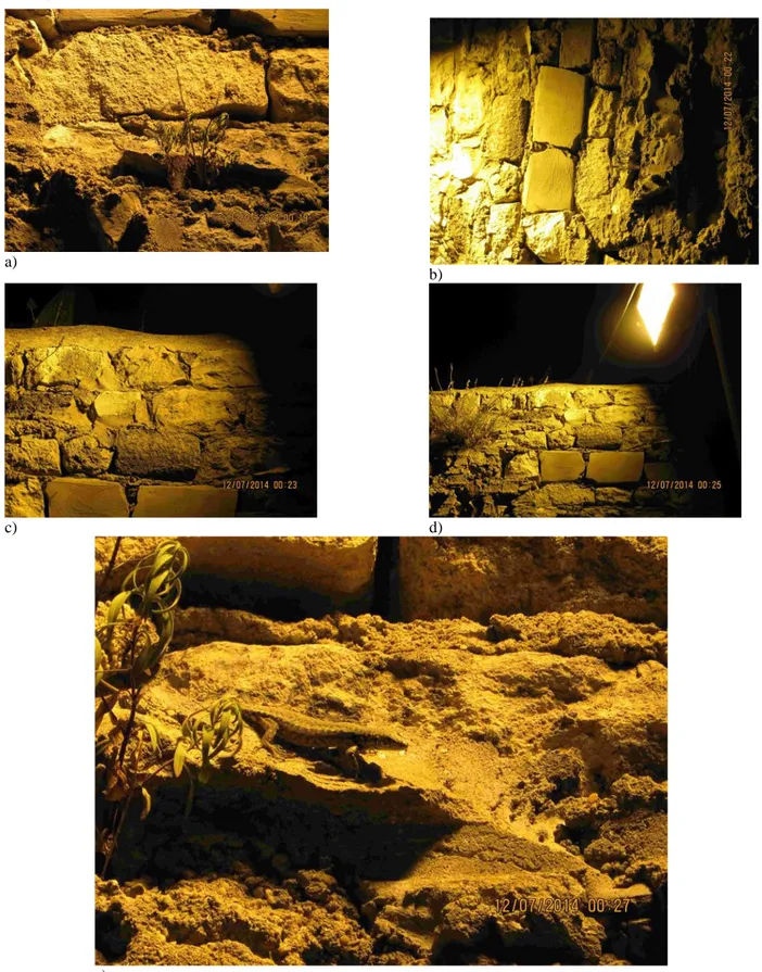 Figure  2:  The  major  nocturnal  activities  of  Darevskia  rudis.  (a:  leaving  the  shelter,  b:  mobility  in  its  habitat,  c:  foraging, d: fronting to artificial light source and e: feeding)
