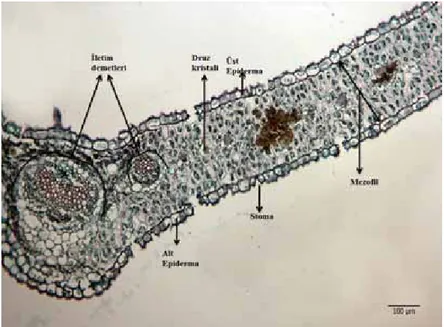Şekil 15. S. lycaonica gövde enine kesitinin genel görünüşü ve anatomik tabakaları 