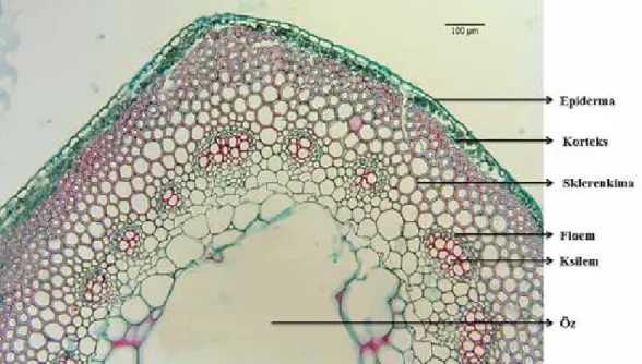 Şekil 3. S. anatolica gövde enine kesitinin genel görünüşü ve anatomik tabakaları 