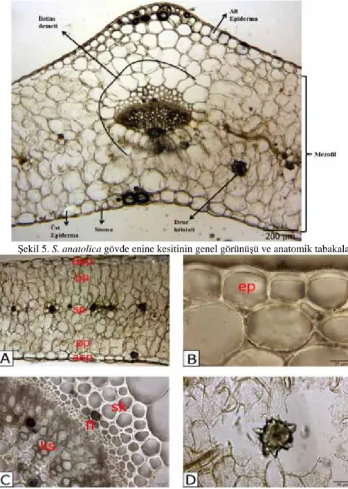 Şekil 6. Silene anatolica taban yaprağının enine kesiti,  A. üep: üst epidermis, aep: alt epidermis, pp: palizat parankiması, sp: sünger  parankiması, B