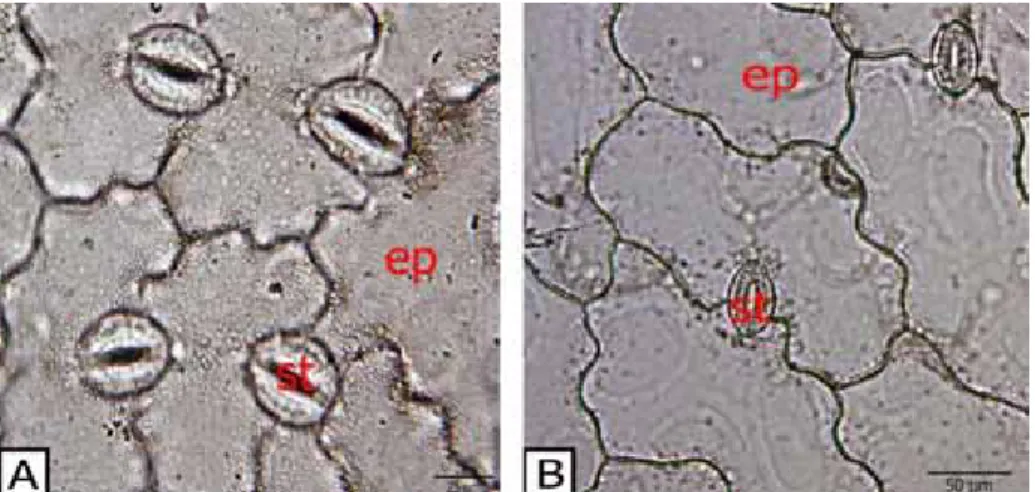 Şekil 10.  Silene anatolica gövde yaprağının yüzeysel kesiti, A. Alt yüzey, ep: epidermis hücresi, st: stoma; B