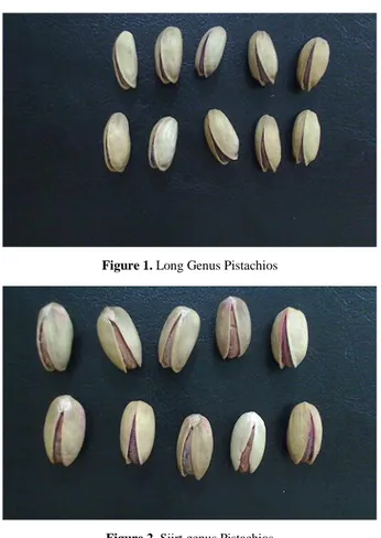 Figure 1. Long Genus Pistachios 