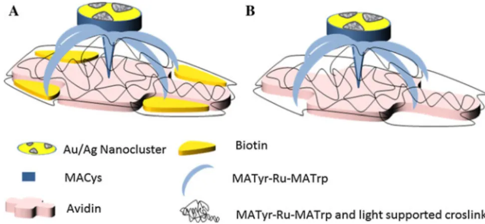 Fig. 3 The effect of the concentration of biotin on the biotin imprinted avidin crosslinked Au/Ag nanoclusters, non-biotin imprinted avidin crosslinked Au/Ag nanoclusters and MACys activated Au/Ag nanoclusters