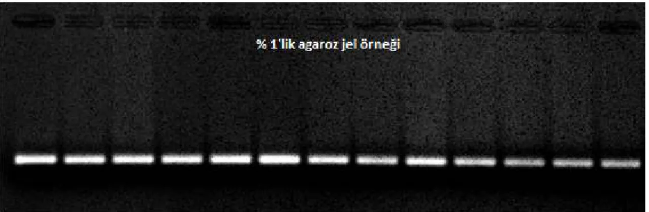 Şekil 3.4.  %  1’lik  agaroz  jel örneği 