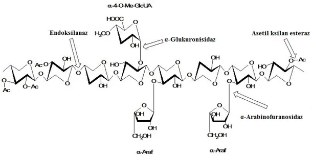 Şekil  2.2.  Ksilanın  yapısı  ve  ksilanın  tam  hidrolizinden  sorumlu  ksilanolitik  enzimlerin  etki  bölgeleri;  Ac:  asetil  grup,  α-Araf:  arabinofuranoz,  Me-GlcA:   α-4-O-metilglukuronik asit (Motta ve ark., 2013, değiştirilmiştir)  