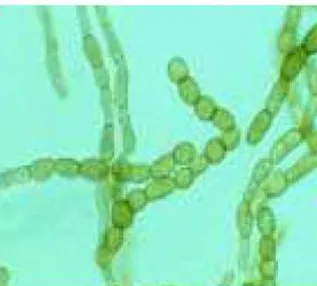 Şekil 2.4. Scytalidium thermophilum’un mikroskobik görüntüsü  (Anonim, 2013b) 