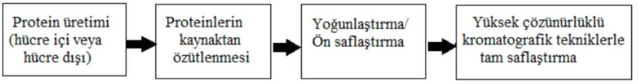Şekil 2.5. Protein saflaştırmada takip edilen genel bir protokol şeması (Tuncer, 2008) 