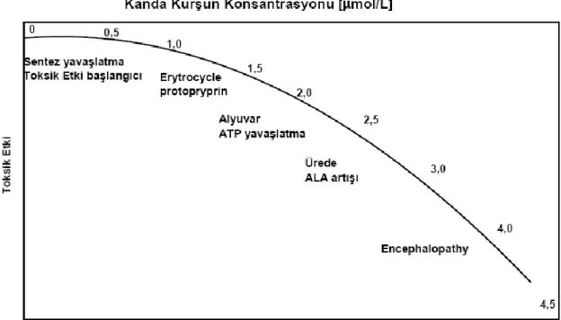 Şekil 2.2. Kanda bulunan kurşun miktarına bağlı olarak ortaya çıkan semptomlar (Baldwin ve ark.,  1999) 