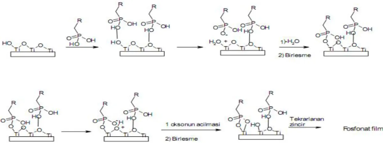 Şekil 2.4. Fosfonat tekli tabakasının oluşum mekanizması ( Gawalt ve ark., 1999). 