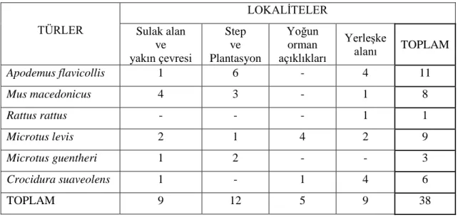 Çizelge 4.1. Beytepe‟de dört farklı lokaliteden elde edilen küçük memeli örnekleri 