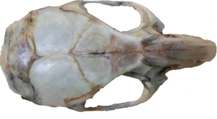 ġekil 4.10. Mus macedonicus kafatasının dorsalden görünüşü 
