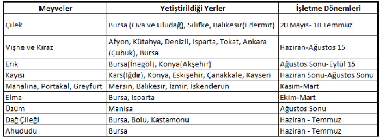 Tablo 7: Meyvelerin Yetiştirildiği Bölgeler ve İşleme Dönemleri 