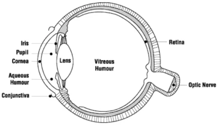 Figure 3.1 : The Human Eye 