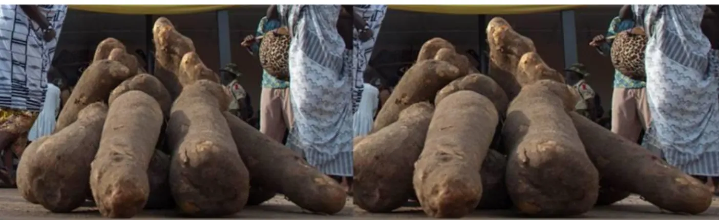 Figure 12: Tubers of yam 