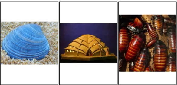 Figure 3.22.  a)  Sea Shell  