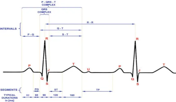 Figure  2.4  shows  useful  clinical  signatures  of  ECG,  durations  and  intervals  commonly used for clinical diagnosis