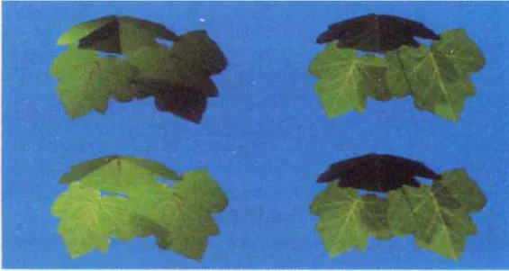 Figure 3.2 The simulation of leaves under different lightning conditions. The left two images are  backlit, the right two images are front lit (Hanrahan and Krueger, 1982) 