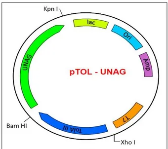 Figure 1. Plasmid map of the pTOL-UNAG construct   to produce TolA-III and UnaG fusion