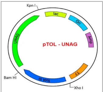 Figure 1. Plasmid map of the pTOL-UNAG construct   to produce TolA-III and UnaG fusion
