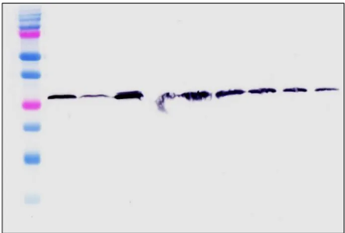 Figure 3. Western Blot Analysis of purified TolAIII-UnaG Protein. 1) Marker (Biorad Precision Plus)