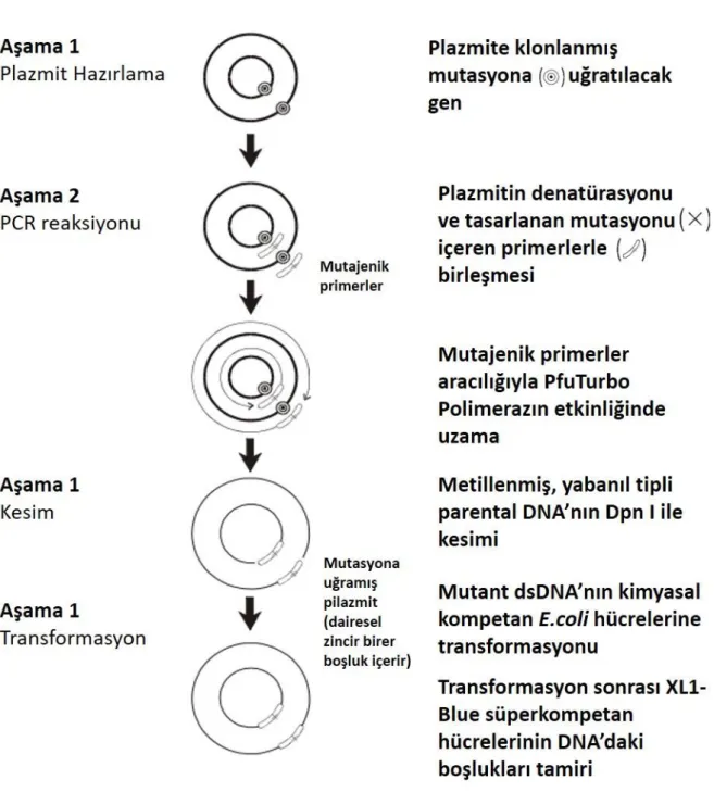 Şekil 1. QuickChange site-directed mutasyon işleminin özeti (Agilent QuikChange Site-Directed Mutagenesis Kit Instruction Manual  Catalog # 200518) 