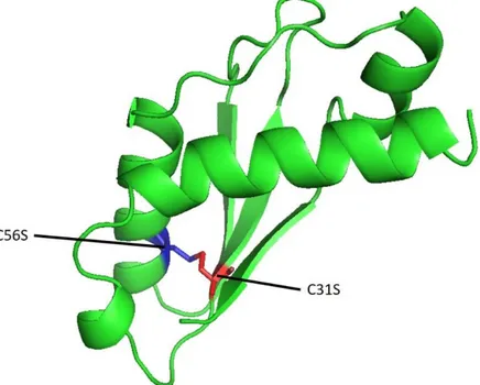 Şekil 2. E.coli TolA III proteini ve mutasyon gerçekleştirilen bölgeler (Şekil 1tol kodlu PDB dosyası kullanılarak PyMOL programında  oluşturulmuştur)