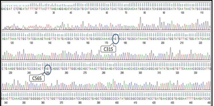 Tablo 2. QuickChange reaksiyonu için PZR karışımları ve parametreleri (Agilent QuikChange Site-Directed Mutagenesis Kit  Instruction Manual Catalog # 200518) 