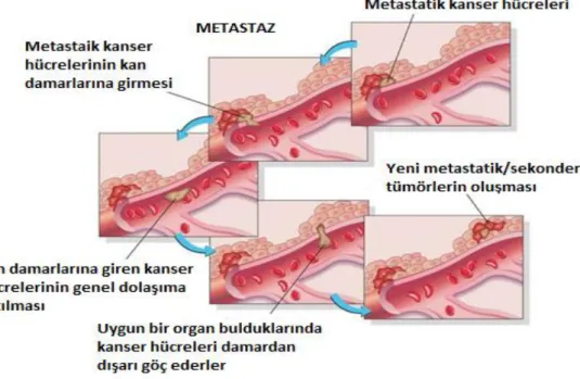 ġekil 2-3 Metastazın aĢamaları (Weigelt, 2005) 
