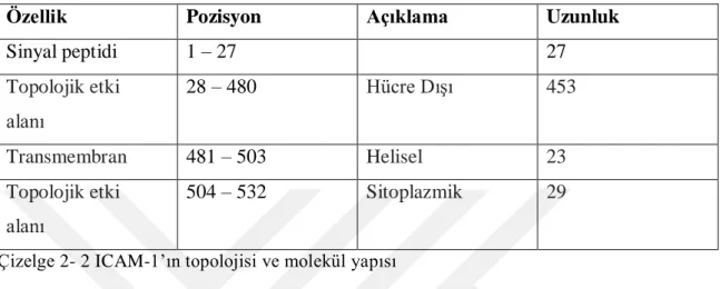 Çizelge 2- 2 ICAM-1‟ın topolojisi ve molekül yapısı 