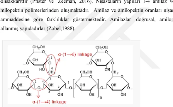 Şekil 2-1 Nişasta moleküllerinde α- (1 → 4) ve α- (1 → 6) bağlantıları (Wang ve ark., 2014) 