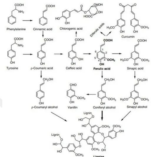 Şekil 2. Bitkilerde ferulik asit ve ilgili bileşiklerin kimyasal yapısı ve sentezi(Moghadasian ve ark., 2008) 