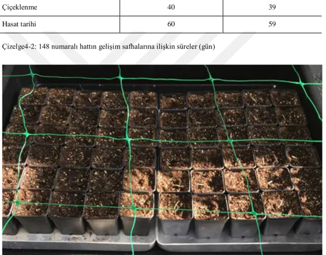 Şekil 4-1:148 numaralı hattın üretimi (7x7 cm saksılarda)