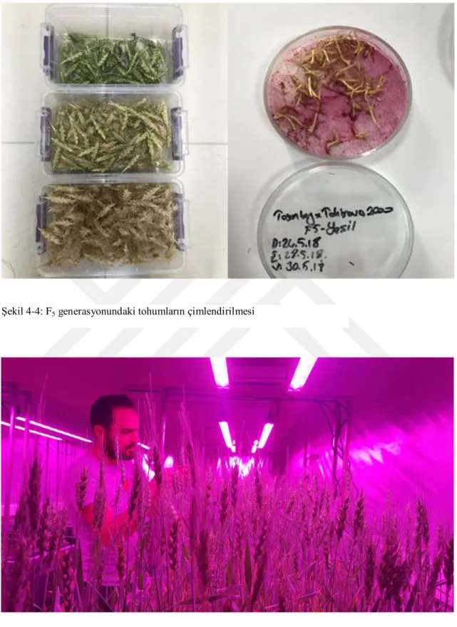 Şekil 4-4: F 5  generasyonundaki tohumların çimlendirilmesi