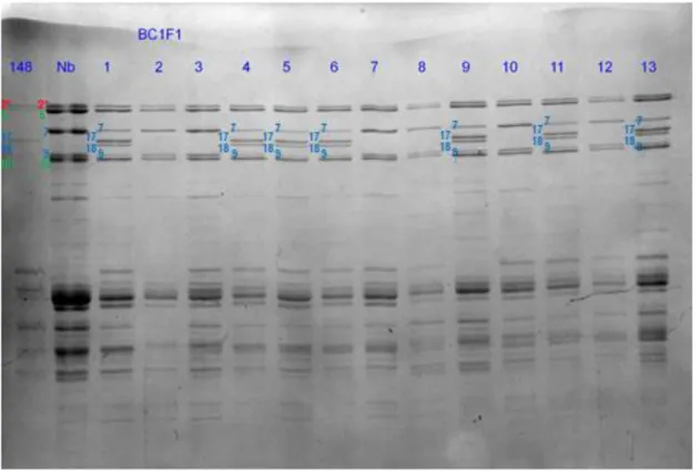 Şekil 4-3: BC 1 F 1 generasyonundaki tohumların SDS-PAGE jel görüntüsü