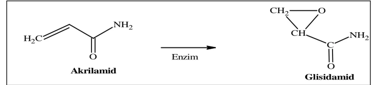 Şekil 1. Akrilamidin glisidamide dönüşümü  AKRİLAMİDİN  İNSAN  SAĞLIĞI  ÜZERİNE 