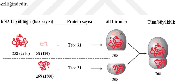 Şekil 2.14. Prokaryot Hücrelerde Ribozamların Alt Üniteleri (Siborova, 2014) 