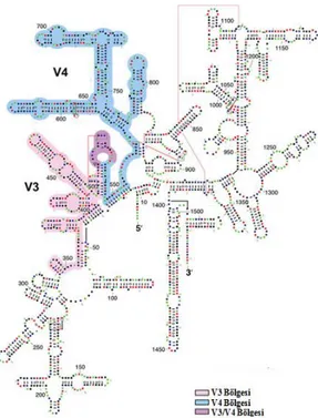 Şekil 2.15.16S rRNA Yapısı ve V4 Gen Bölgesi (Cannone, 2002) 