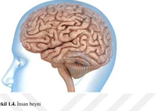 Şekil 1.5. Beyin üzerindeki beş temel duyu bölgesi 