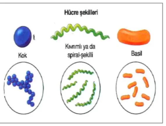 Şekil 2.3. Bakterilerin hücre şekilleri (Engelkirk ve Engelkirk, 2017) 