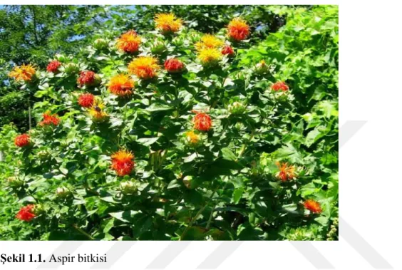 Şekil 1.1. Aspir bitkisi