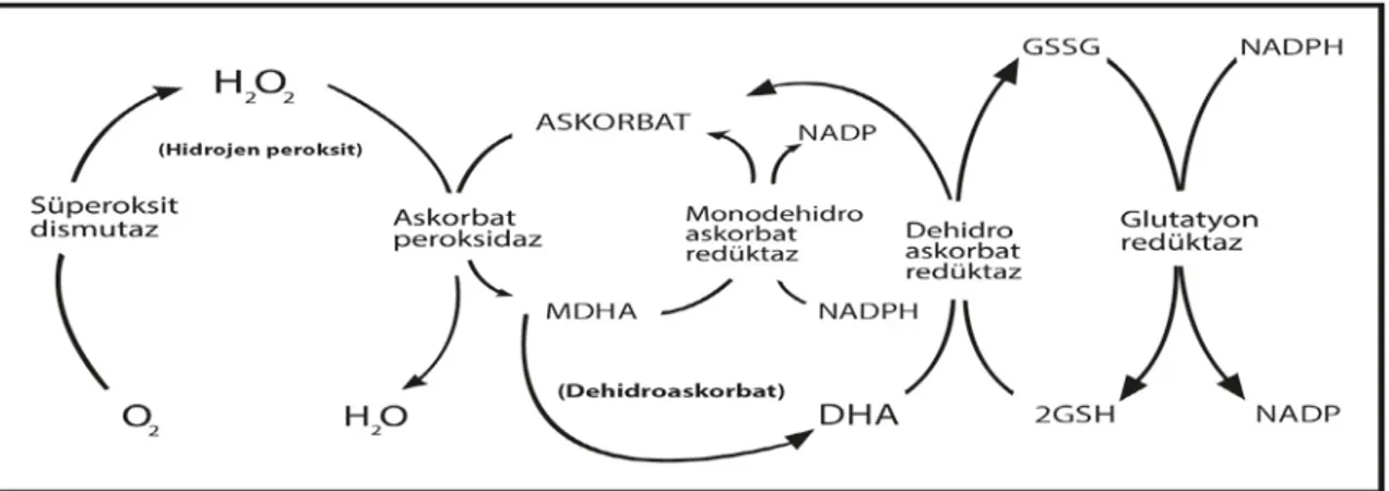 Şekil  1.4.    Serbest radikallerin  oluşumu  ve  antioksidan  enzimlerin serbest radikalleri ortadan  kaldırıcı etkileri (Özdemir, 2012)