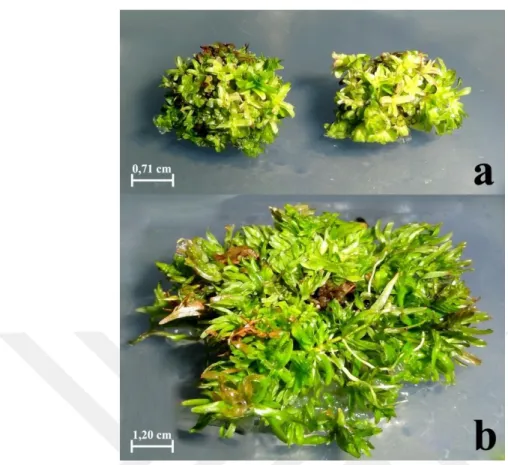 Şekil 4.4. 0,25 mg/L TDZ ve 0,25 mg/L NAA dozlarının P. erectus’un boğum eksplantlarından  sürgün rejenerasyonu; dört (a) ve sekiz hafta (b) sonunda sürgün rejenerasyonu   