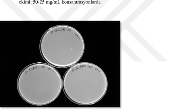 Şekil 12.  A.  mellea'nın metanol ekstresinin B. subtilis üzerine etkisi MIK  ekimi 70-50-25  mg/mL konsantrasyonlarda  