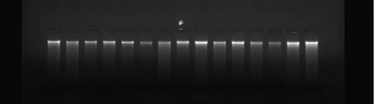 Şekil 3.3. Agaroz jelde yürütülen DNA örnekleri 