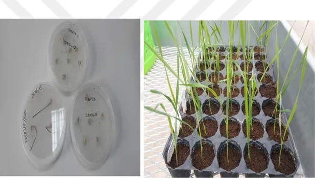 Şekil 4.1. Petride çimlenen tohumlar ve viyolde büyüyen F1 bitkileri 