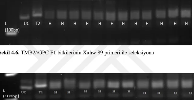 Şekil 4.6. TMB2//GPC F1 bitkilerinin Xuhw 89 primeri ile seleksiyonu 