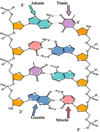 Şekil 2.1. DNA molekülünün fiziksel yapısı  ( Lents, 2009 ).
