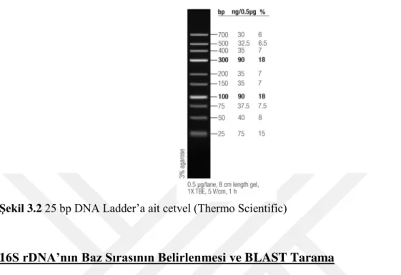 Şekil 3.2 25 bp DNA Ladder’a ait cetvel (Thermo Scientific) 