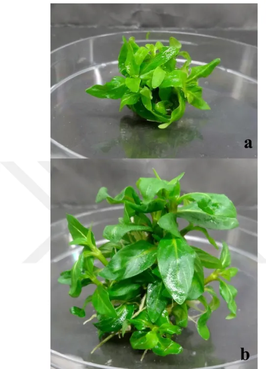 Şekil  4-3  0,25  mg/L  IAA  vefarklı  BAP  konsantrasyonlarının  S.  repens’in  boğum  eksplantlarından sürgün rejenerasyonu