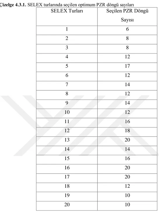 Çizelge 4.3.1. SELEX turlarında seçilen optimum PZR döngü sayıları  SELEX Turları  Seçilen PZR Döngü 